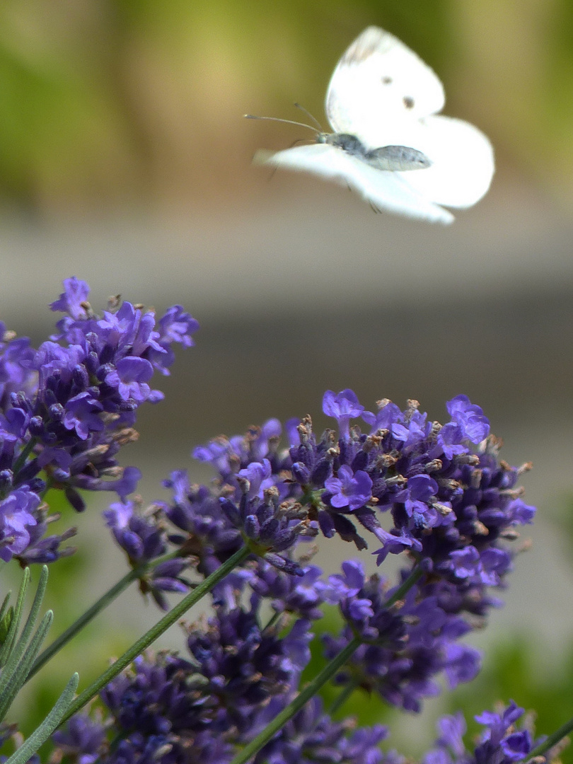 Schmetterling im Flug erwischt 