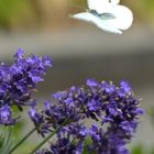 Schmetterling im Flug erwischt 