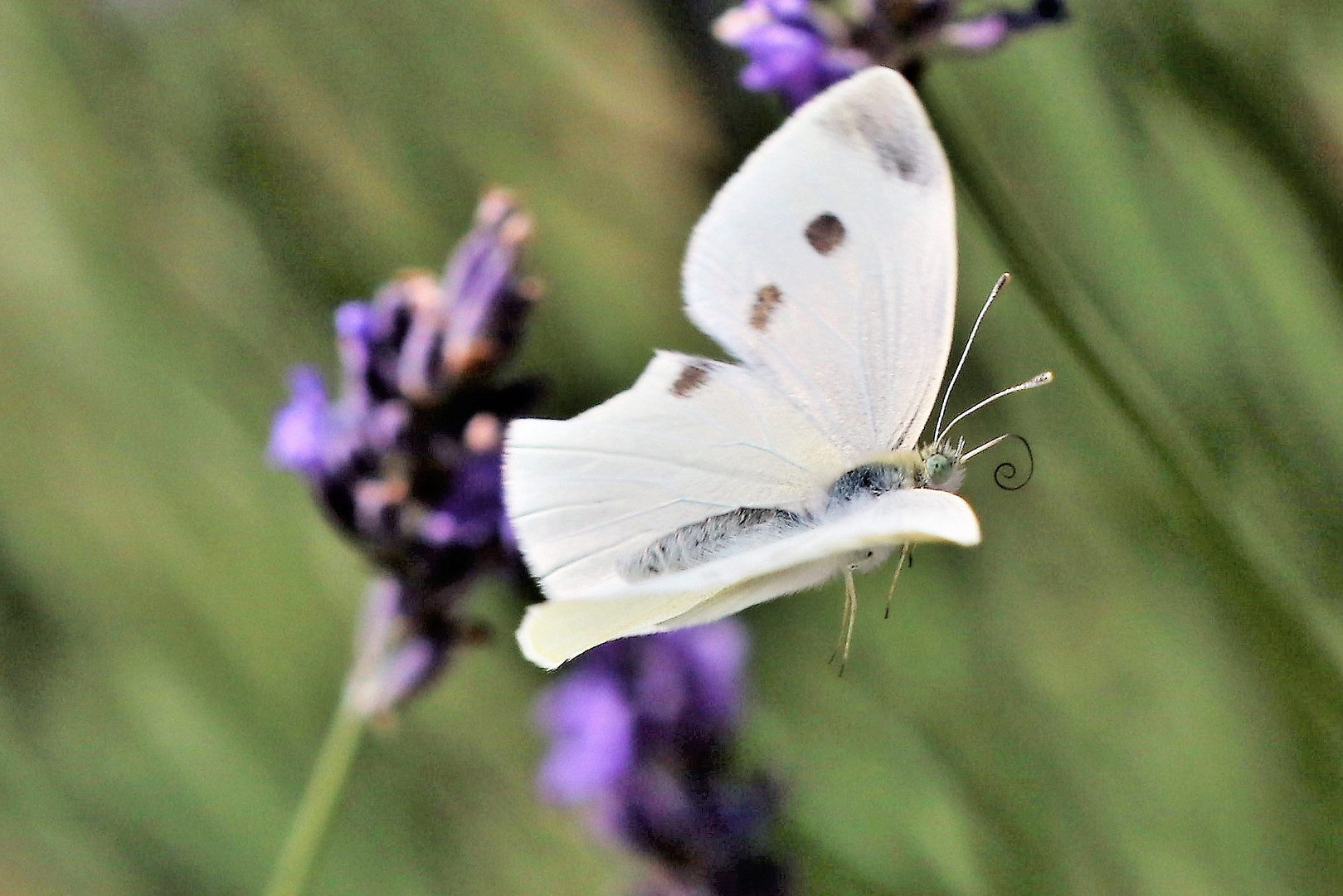 Schmetterling im Flug II