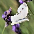 Schmetterling im Flug II