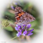 Schmetterling im Fokus