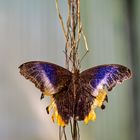 Schmetterling im fortgeschrittenen Alter