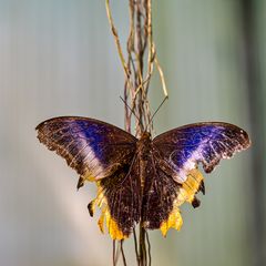 Schmetterling im fortgeschrittenen Alter