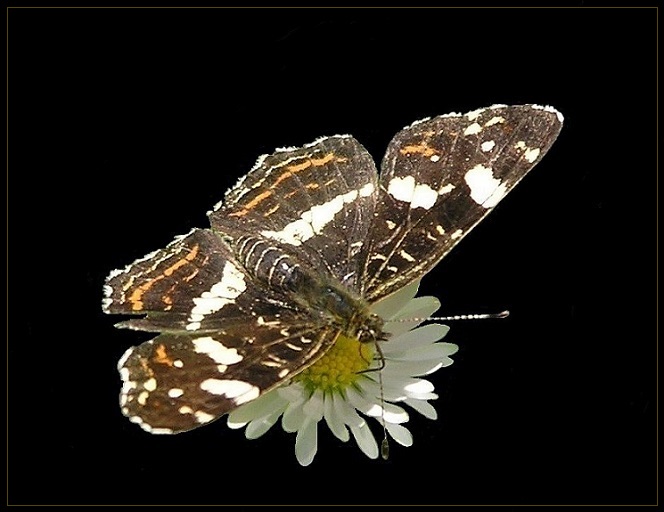 Schmetterling im Frühling