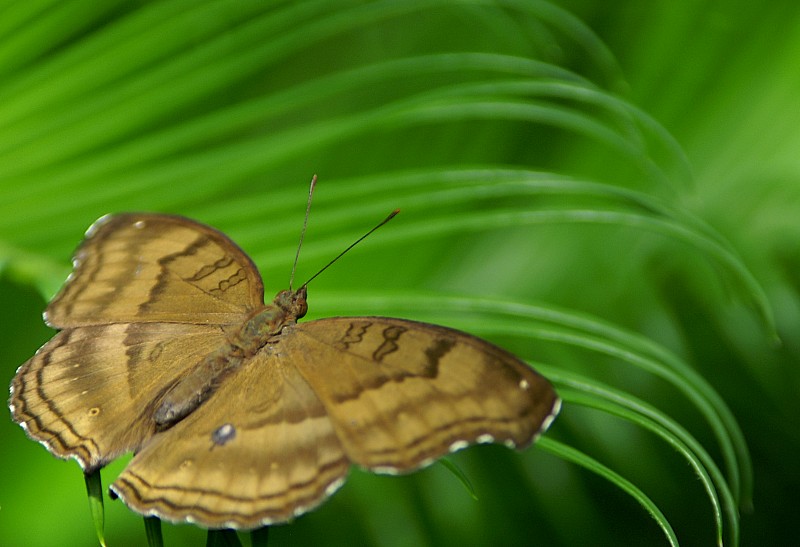 Schmetterling im Frühling