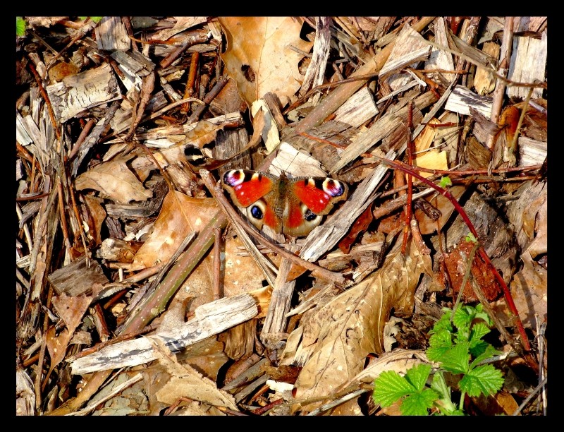 Schmetterling im Frühling