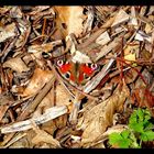 Schmetterling im Frühling