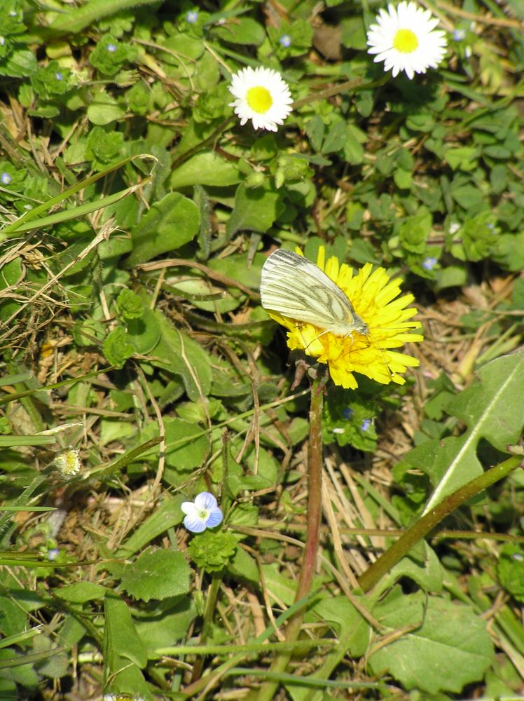 Schmetterling im Frühling
