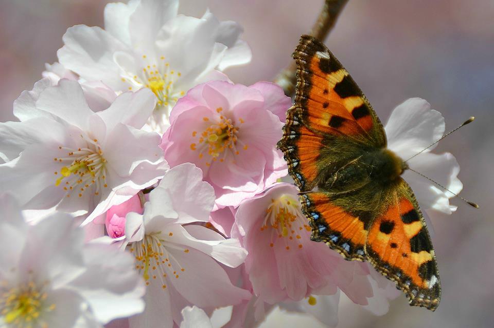 Schmetterling im Frühling