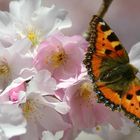 Schmetterling im Frühling