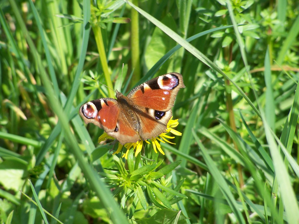 Schmetterling im Frühlingsgras