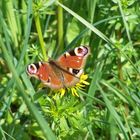 Schmetterling im Frühlingsgras