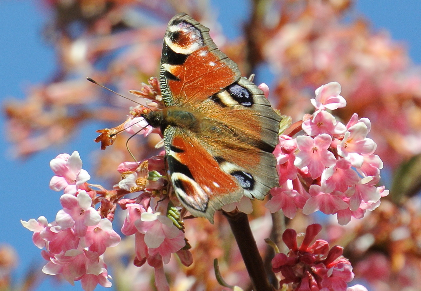 Schmetterling im Frühlingszauber