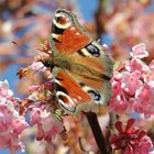 Schmetterling im Frühlingszauber