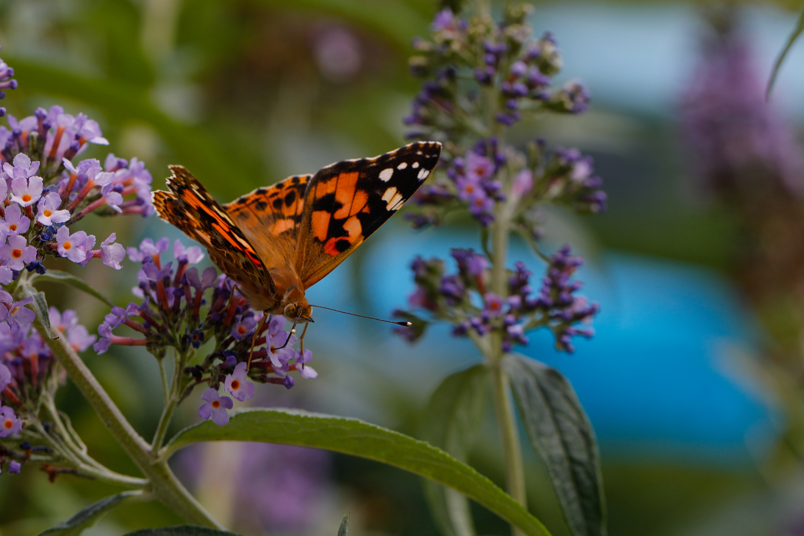 Schmetterling im Garten