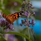 Schmetterling im Garten