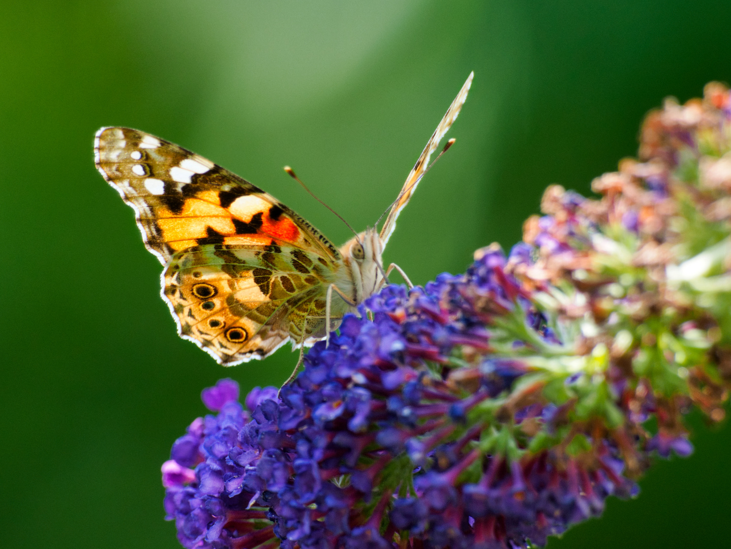 Schmetterling im Garten