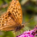 Schmetterling im Garten