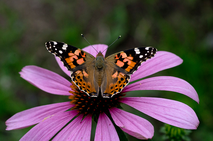 Schmetterling im Garten 1