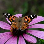 Schmetterling im Garten 1