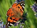 Schmetterling im Garten (2) von Alfred Richter