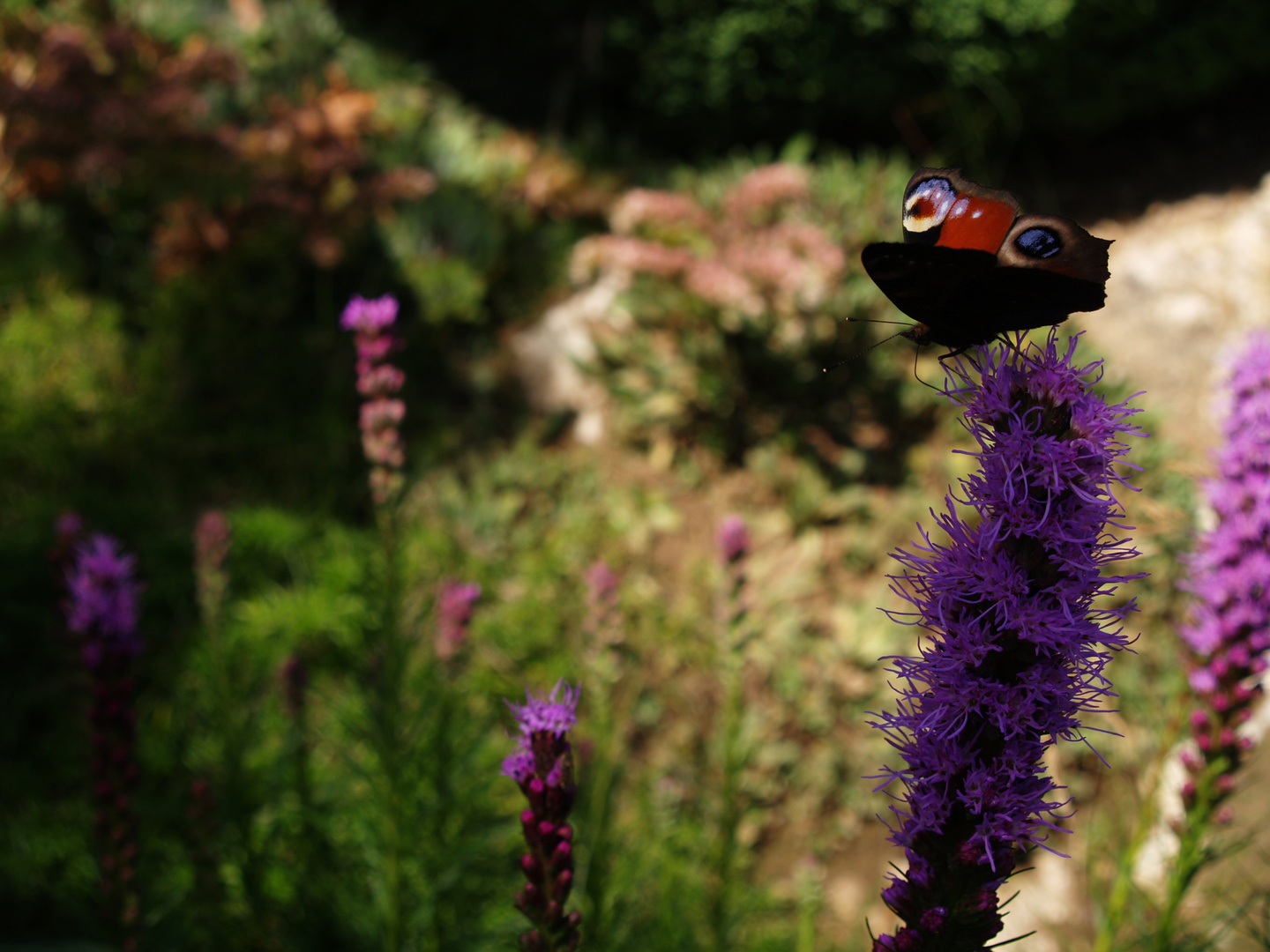 Schmetterling im Garten