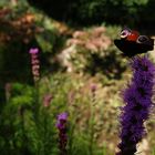 Schmetterling im Garten