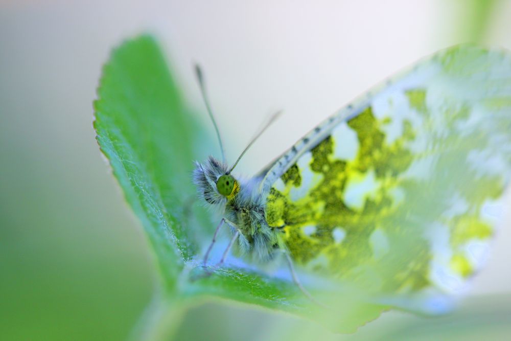 Schmetterling im Garten