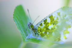 Schmetterling im Garten