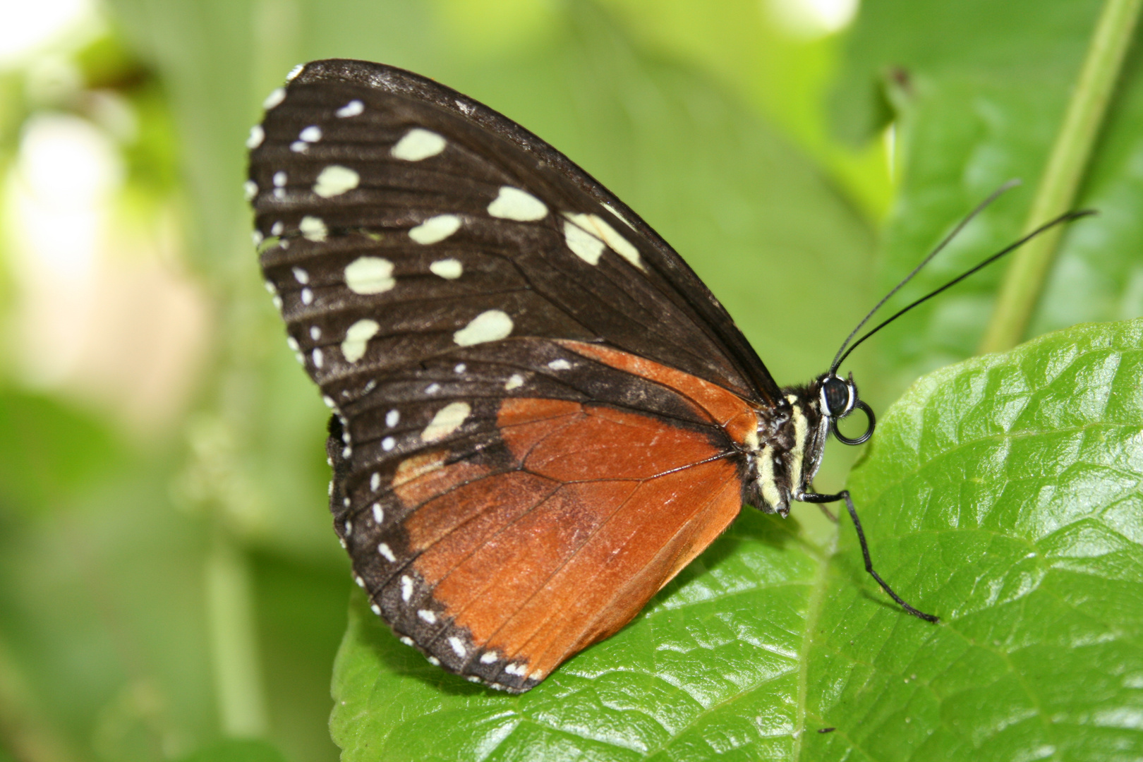 Schmetterling im Garten