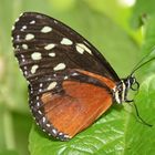 Schmetterling im Garten