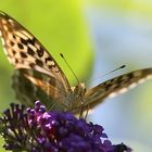 Schmetterling im Garten