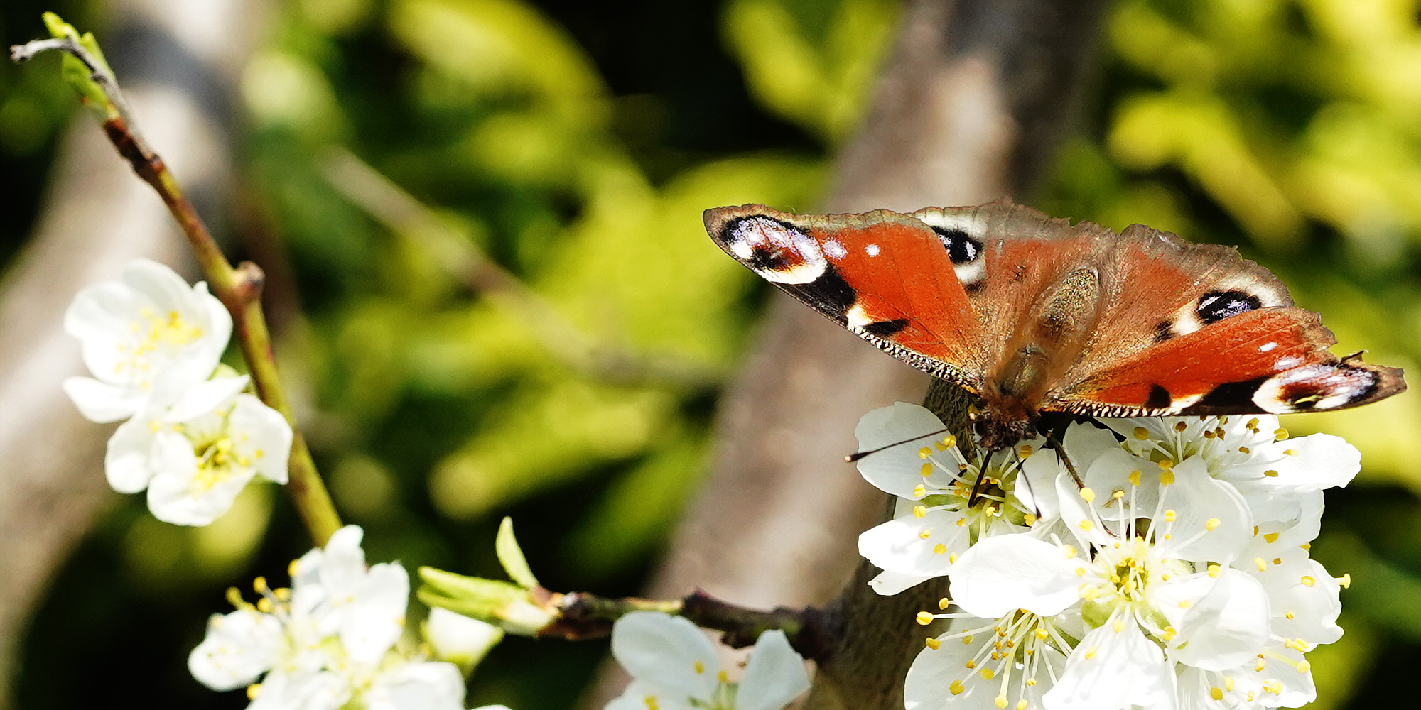 Schmetterling im Garten