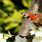 Schmetterling im Garten