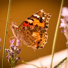 Schmetterling im Garten