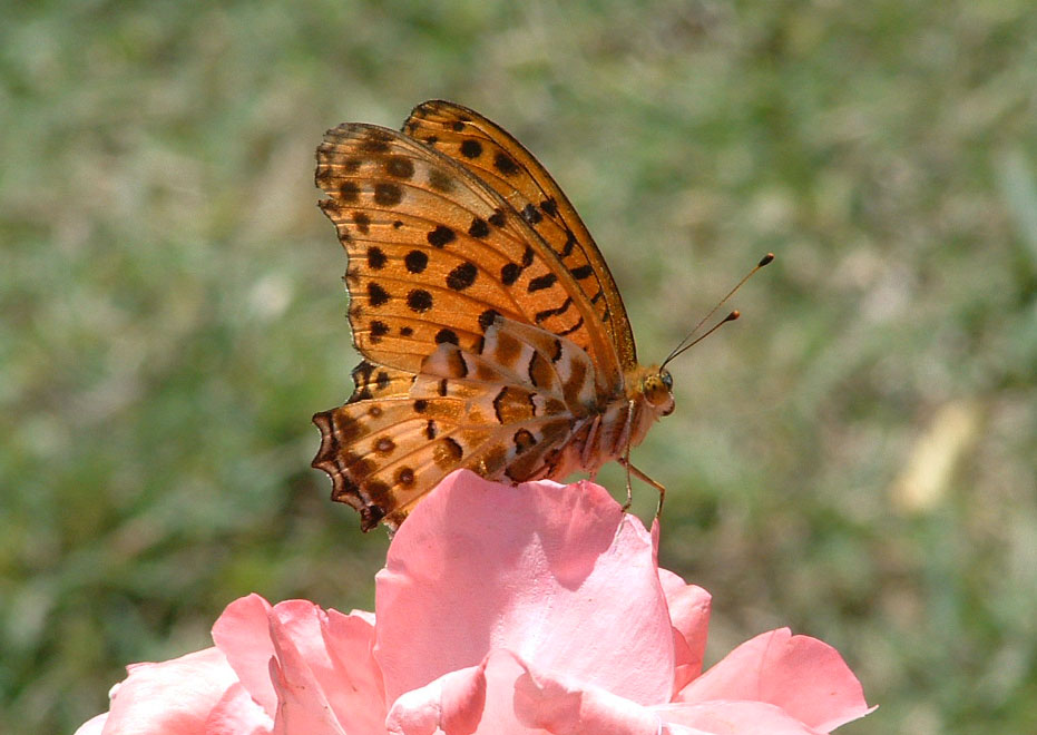 Schmetterling im Garten