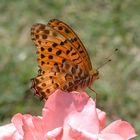 Schmetterling im Garten