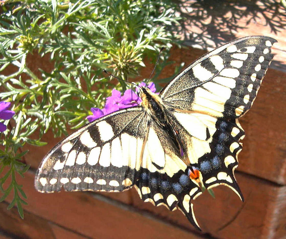 Schmetterling im Garten