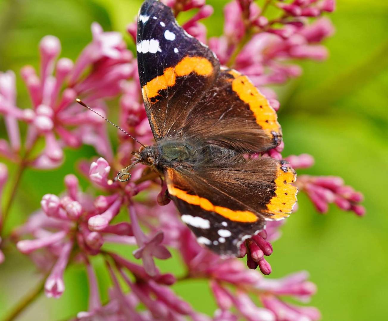 Schmetterling im Garten