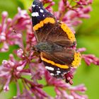 Schmetterling im Garten