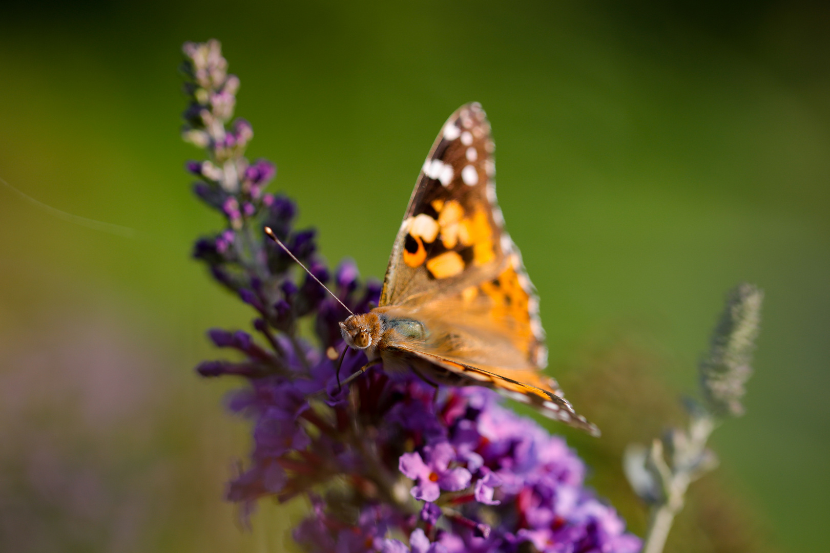 Schmetterling im Garten