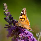 Schmetterling im Garten