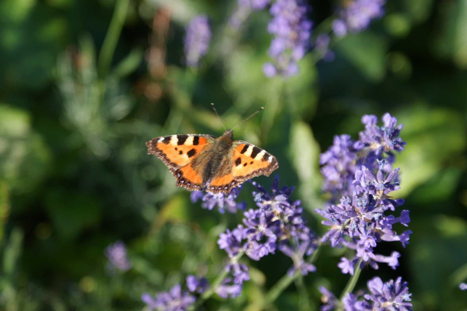 Schmetterling im Garten auf einer Lavendelblüte