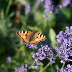 Schmetterling im Garten auf einer Lavendelblüte