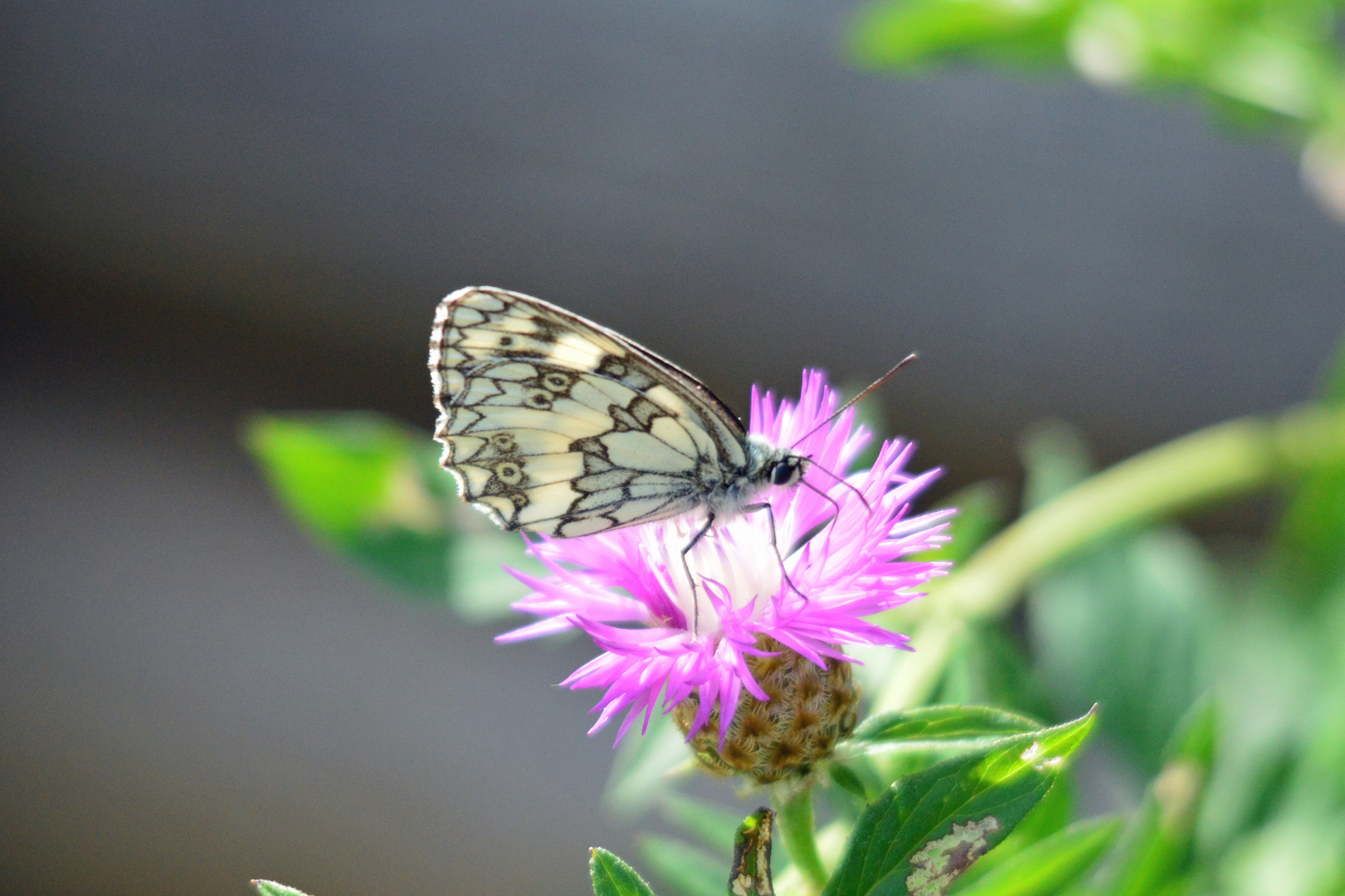 Schmetterling im Garten