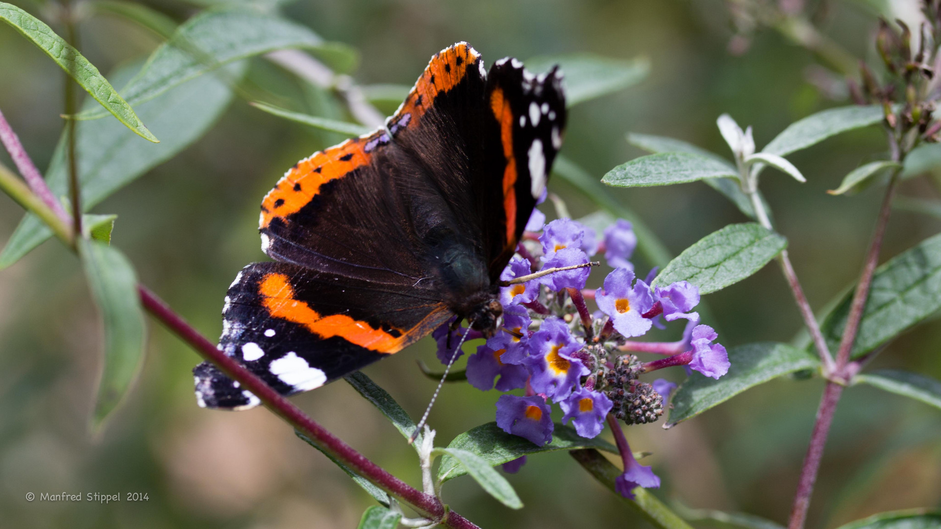 Schmetterling im Garten