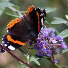 Schmetterling im Garten