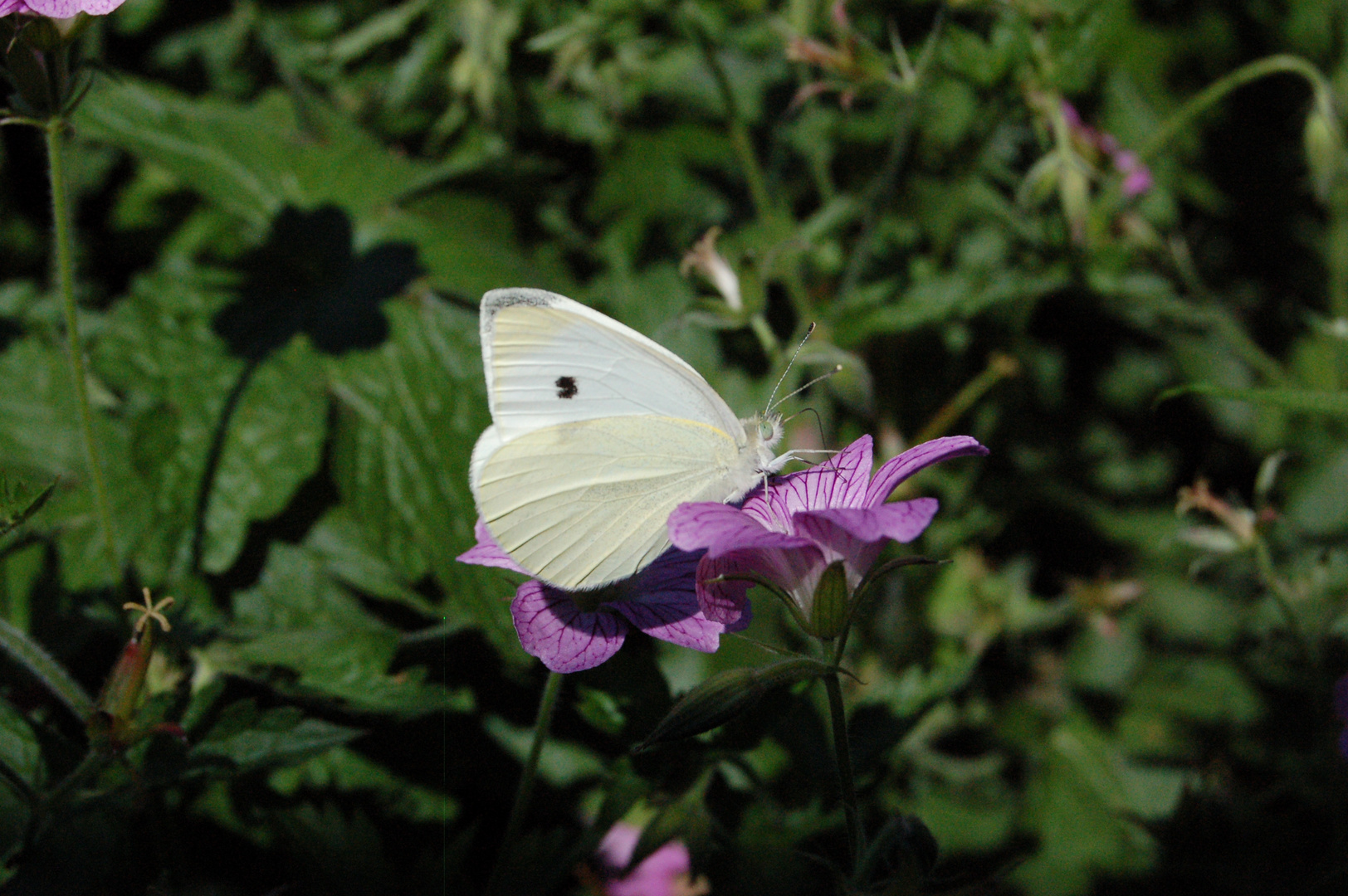 Schmetterling im Garten / butterfly in the garden