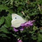 Schmetterling im Garten / butterfly in the garden