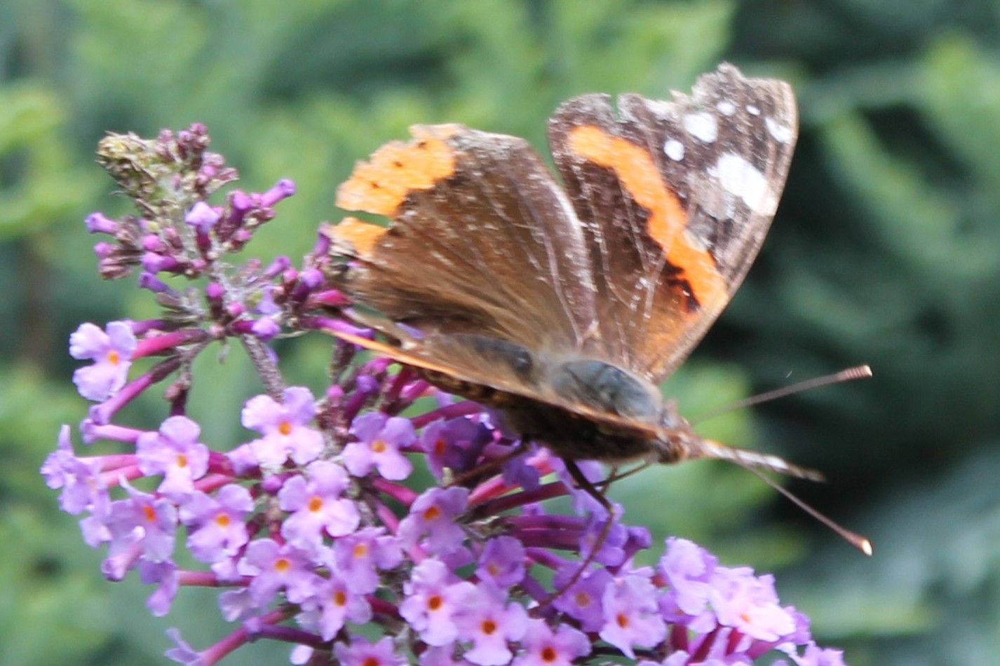 Schmetterling im Garten